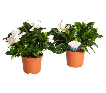 Gardenie - Gardenia jasminoides, creme