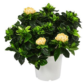 Gardenie - Gardenia jasminoides, creme