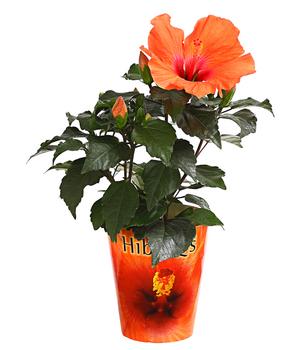 Zimmerhibiskus - Hibiscus rosa-sinensis 'HibisQs®'