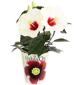 Zimmerhibiskus - Hibiscus rosa-sinensis 'HibisQs ' von Dehner, Weiß