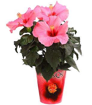 Zimmerhibiskus - Hibiscus rosa-sinensis 'HibisQs ' von Dehner