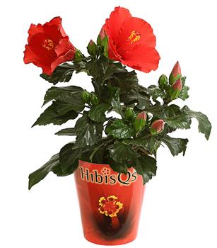 ceramic large plant pots Large No Decor Planter main image 1