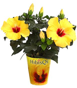 Zimmerhibiskus - Hibiscus rosa-sinensis 'HibisQs®'