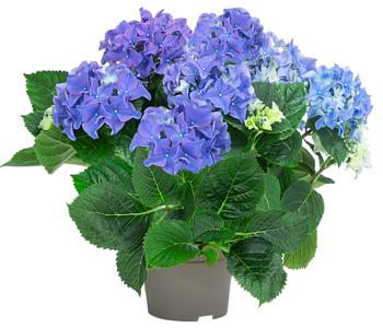 Midi Hortensie - Hydrangea macrophylla, verschiedene Farben