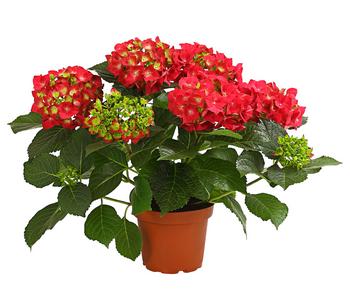 Hortensie - Hydrangea macrophylla von Dehner, Rot