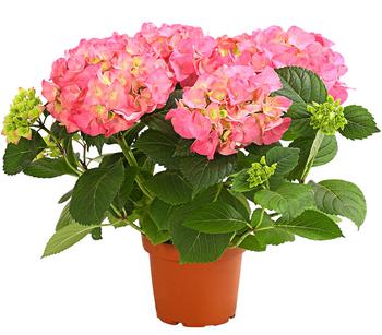 Hortensie - Hydrangea macrophylla von Dehner, Rosa