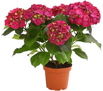 Hortensie - Hydrangea macrophylla von Dehner, Lila