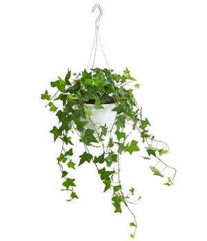Efeu - Hedera helix, Ampel von Dehner, Grün, Dunkelgrün