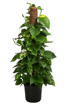 Efeutute - Epipremnum aureum 'Torro' am Moosstab von Dehner, Grün, Hellgrün, Lemon