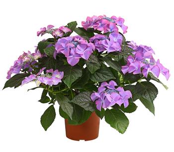 Hortensie - Hydrangea macrophylla 'Tiffany' von Dehner, Lavendel