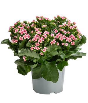 Freiland-Kalanchoe, verschiedene Farben