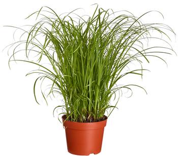 Katzengras - Cyperus zumula
