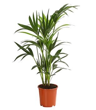 Kentiapalme - Howea forsteriana