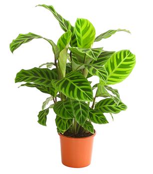 Korbmarante - Calathea zebrina