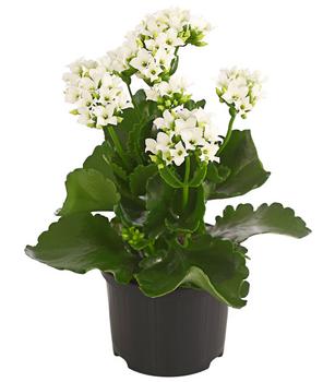 Flammendes Käthchen - Kalanchoe blossfeldiana
