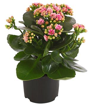 Flammendes Käthchen - Kalanchoe blossfeldiana