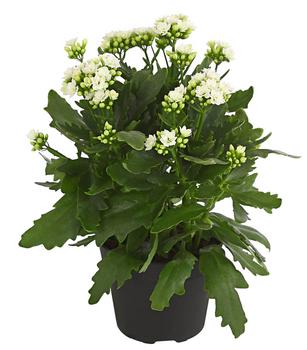 Flammendes Käthchen - Kalanchoe blossfeldiana, gefüllt