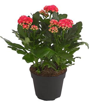 Flammendes Käthchen - Kalanchoe blossfeldiana, gefüllt