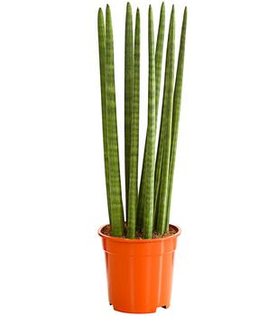 Bogenhanf - Sansevieria cylindrica 'Straight'