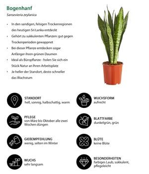 Bogenhanf - Sansevieria zeylanica | Dehner