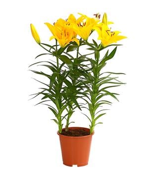 Lilie - Lilium-Hybriden, verschiedene Farben