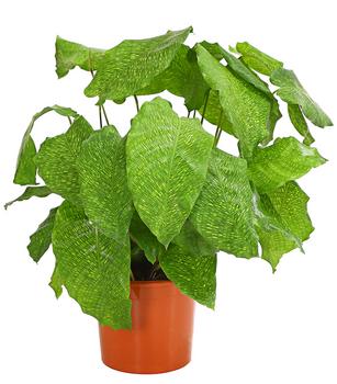 Korbmarante - Calathea mosaica