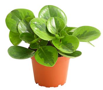 3 x Peperomie - Peperomia obtusifolia 'Lime' von Dehner - Mindestbestellmenge: 3 Stk.