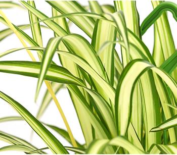 Grnlilie - Chlorophytum comosum, Ampel | Dehner