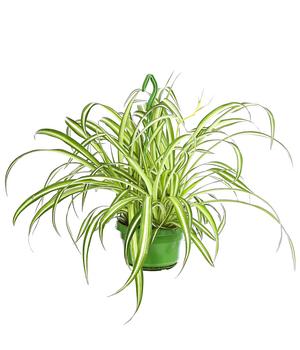Grünlilie - Chlorophytum comosum, Ampel