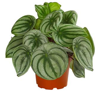 Wassermelonen-Peperomie - Peperomia argyreia