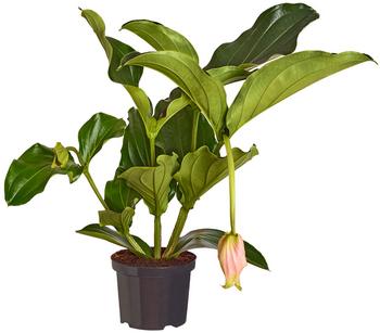 Medinille - Medinilla magnifica