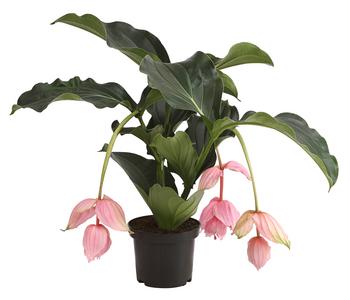 Medinille - Medinilla magnifica