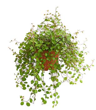 Drahtstrauch - Muehlenbeckia complexa