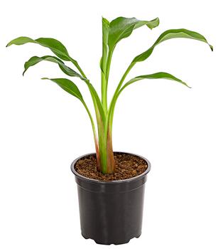 Goldene Lotusbanane - Musella lasiocarpa von Dehner