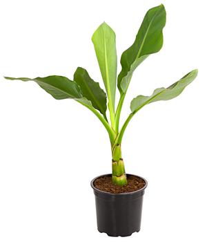 Goldene Lotusbanane - Musella lasiocarpa von Dehner