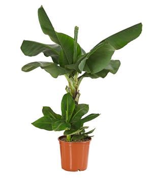 Banane von Dehner