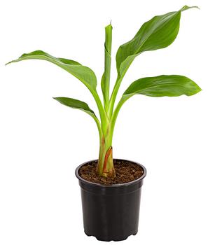 Goldene Lotusbanane - Musella lasiocarpa von Dehner