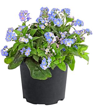 Vergissmeinnicht 'Myomark'