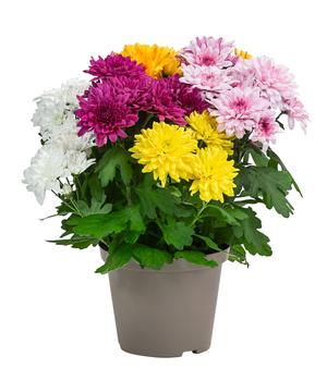 2 x Chrysantheme 'Fifty' von Dehner, Gelb, Weiß, Hellrot, Dunkelrot, Rosa - Mindestbestellmenge: 2 Stk.