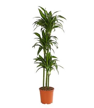 Drachenbaum - Dracaena fragrans 'Hawaiian Sunshine' von Dehner