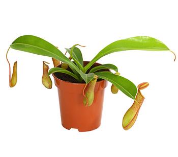 Kannenpflanze - Nepenthes