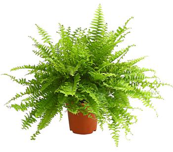 3 x Schwertfarn - Nephrolepis exaltata 'Sonata' von Dehner, Hellgrün / Grün - Mindestbestellmenge: 3 Stk.