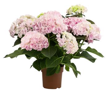 Hortensie - Hydrangea macrophylla 'Sonnenstein'