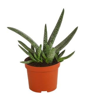 Gasterie - Gasteria verrucosa