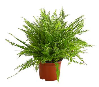 Schwertfarn - Nephrolepis exaltata 'Sonata' von Dehner, Hellgrün, Grün