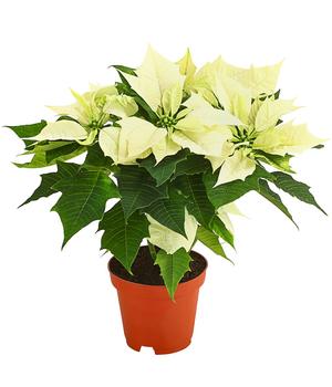 Weihnachtssterne & Amaryllis