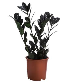 Glücksfeder - Zamioculcas zamiifolia 'Raven'