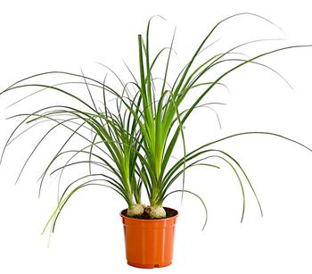 3 x Elefantenfuß - Beaucarnea recurvata von Dehner, Grün - Mindestbestellmenge: 3 Stk.