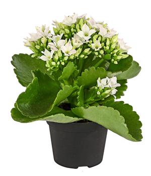 Mini Flammendes Käthchen - Kalanchoe blossfeldiana