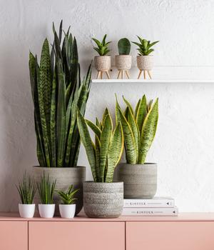 Bogenhanf - Sansevieria trifasciata var. | Dehner